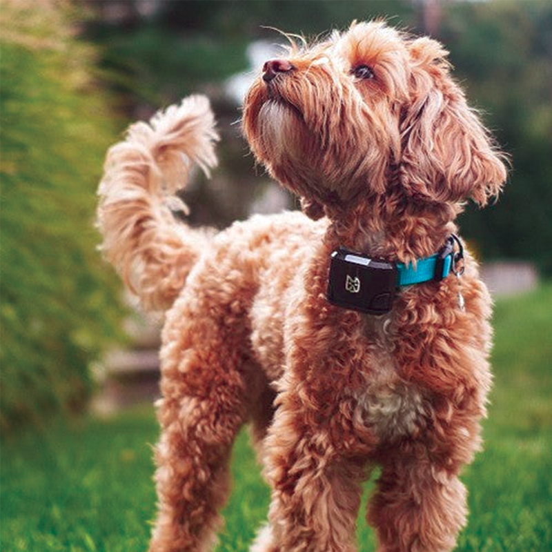 Wagz Freedom Smart Dog Collar