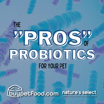 The "Pros" of Probiotics for Your Pet
